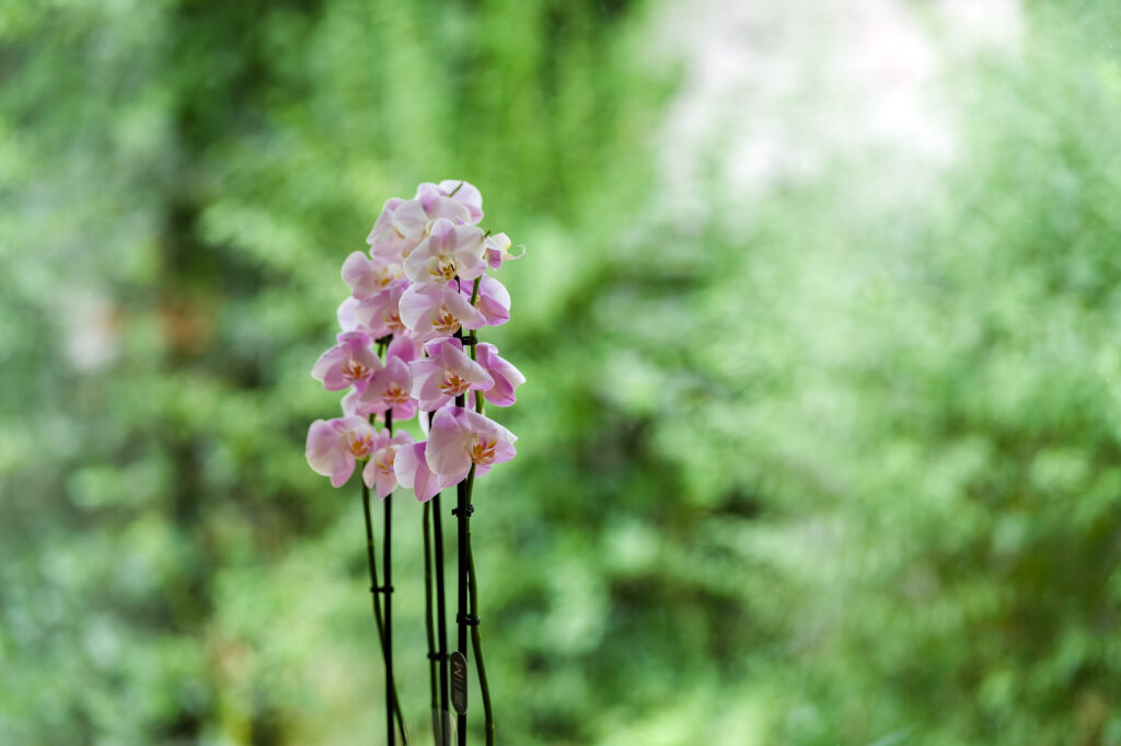 Orchidee am Fenster der Praxis vor grünen Bäumen