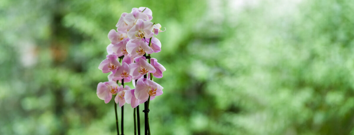 Orchidee am Fenster Orchidee am Fenster der Praxis vor grünen Bäumen